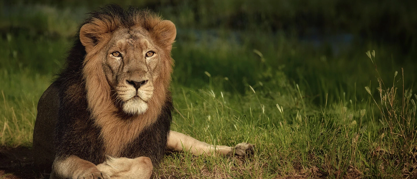 Lion at Sasan Gir
